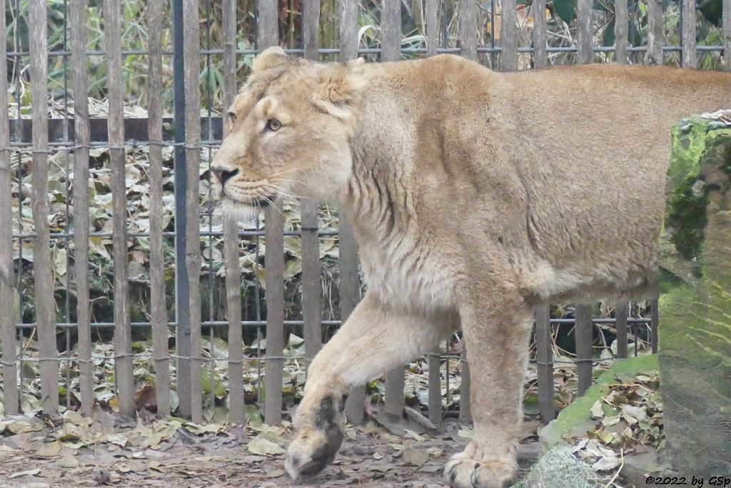 Asiatischer Löwe (Indischer Löwe)