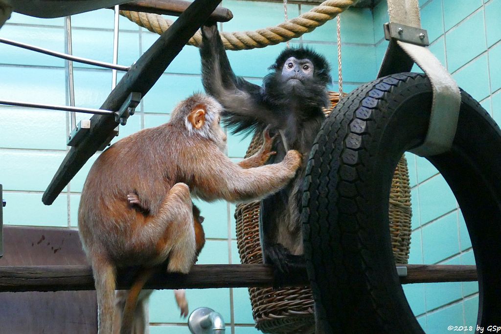 Schwarzer Haubenlangur (Javanischer Haubenlangur, Budeng)