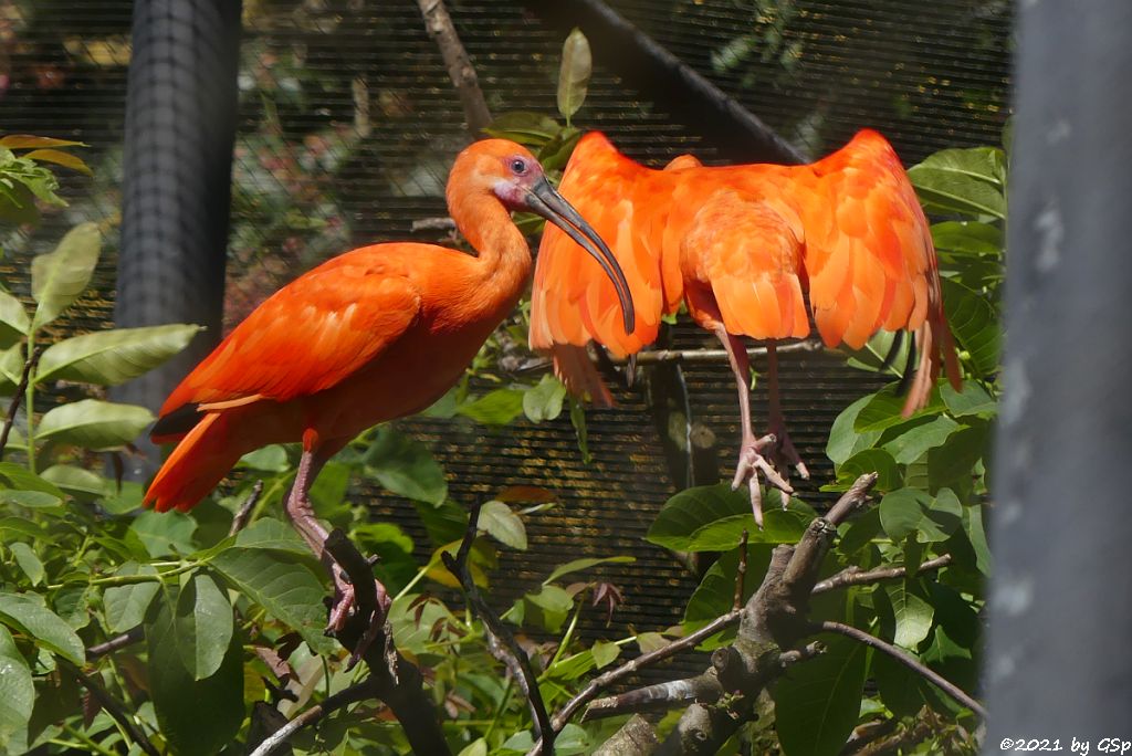 Scharlachsichler (Roter Sichler, Rotibis)