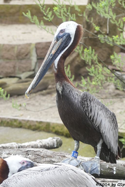 Zoo Halle: Östlicher Braunpelikan (Östlicher Meerespelikan, Florida-Braunpelikan)