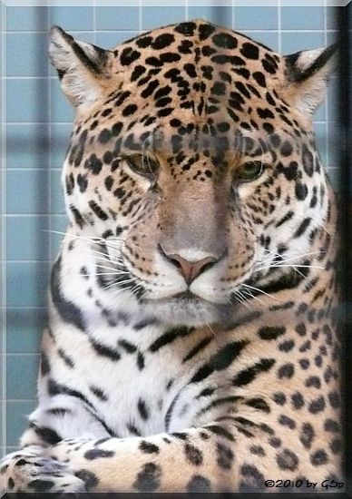 Jaguar