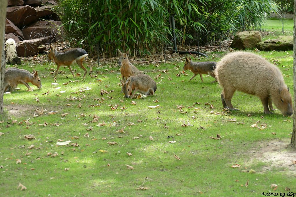 Großer Pampashase (Große Mara, Großer Mara), Wasserschwein (Capybara)