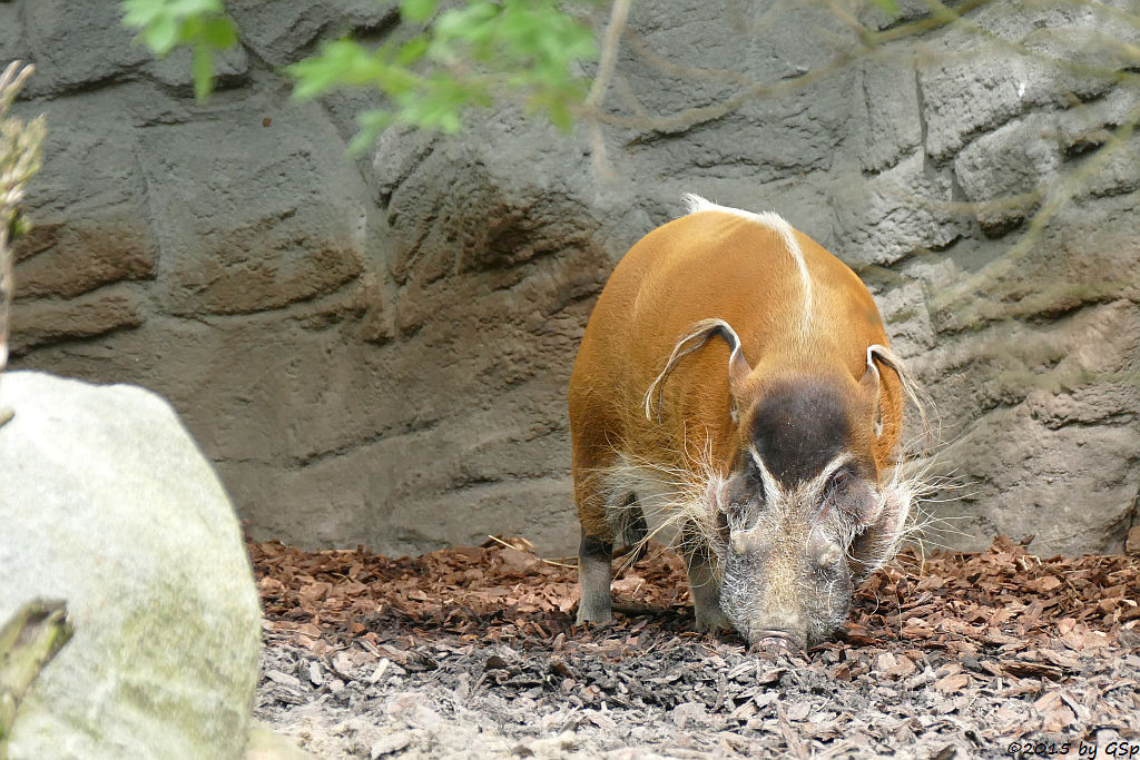 Pinselohrschwein