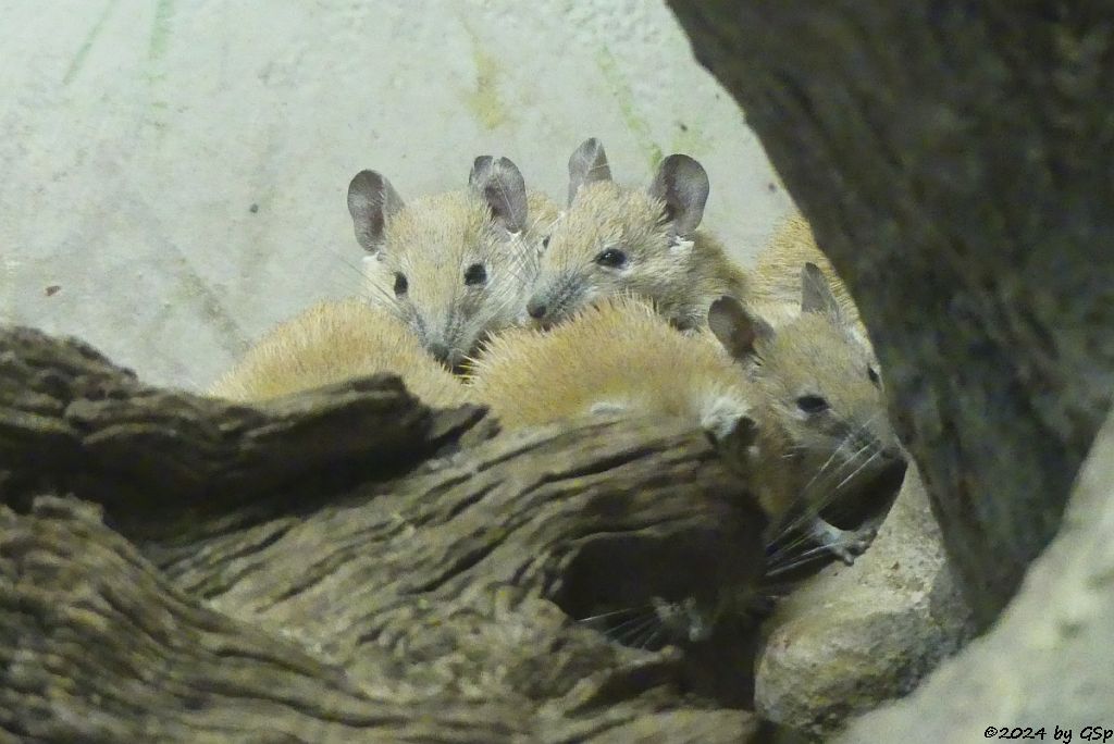 Helle Goldstachelmaus