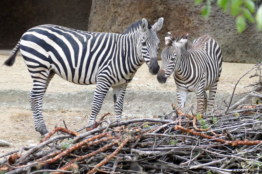 Böhm-Steppenzebra (Granz-Zebra)