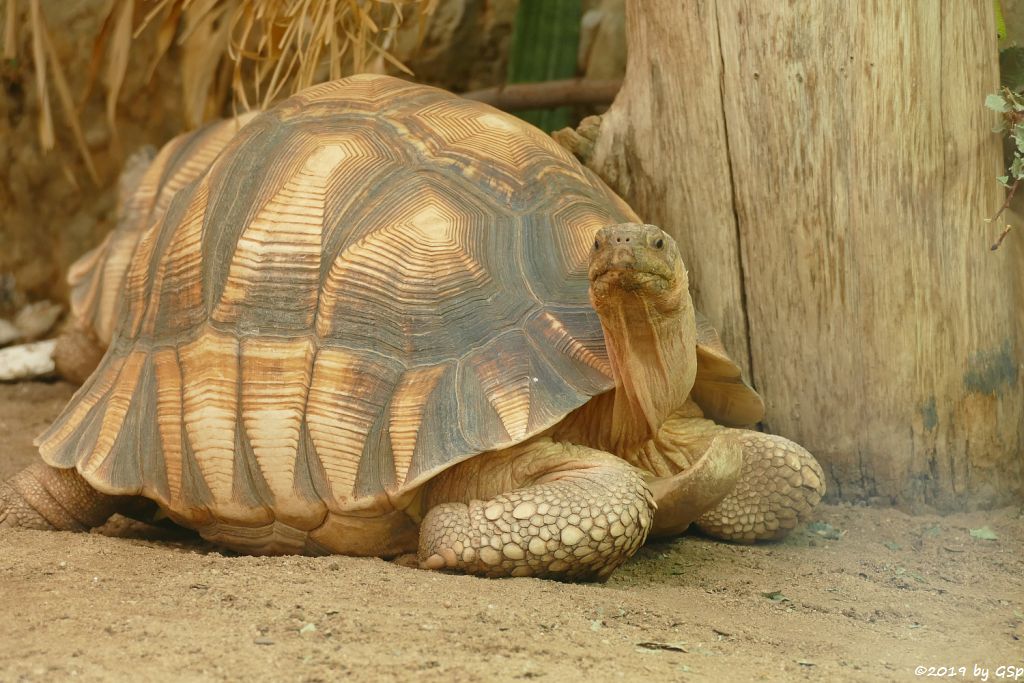 Madagassische Schnabelbrustschildkröte