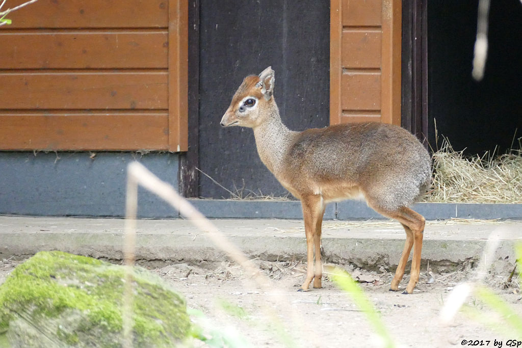 Kirk-Dikdik