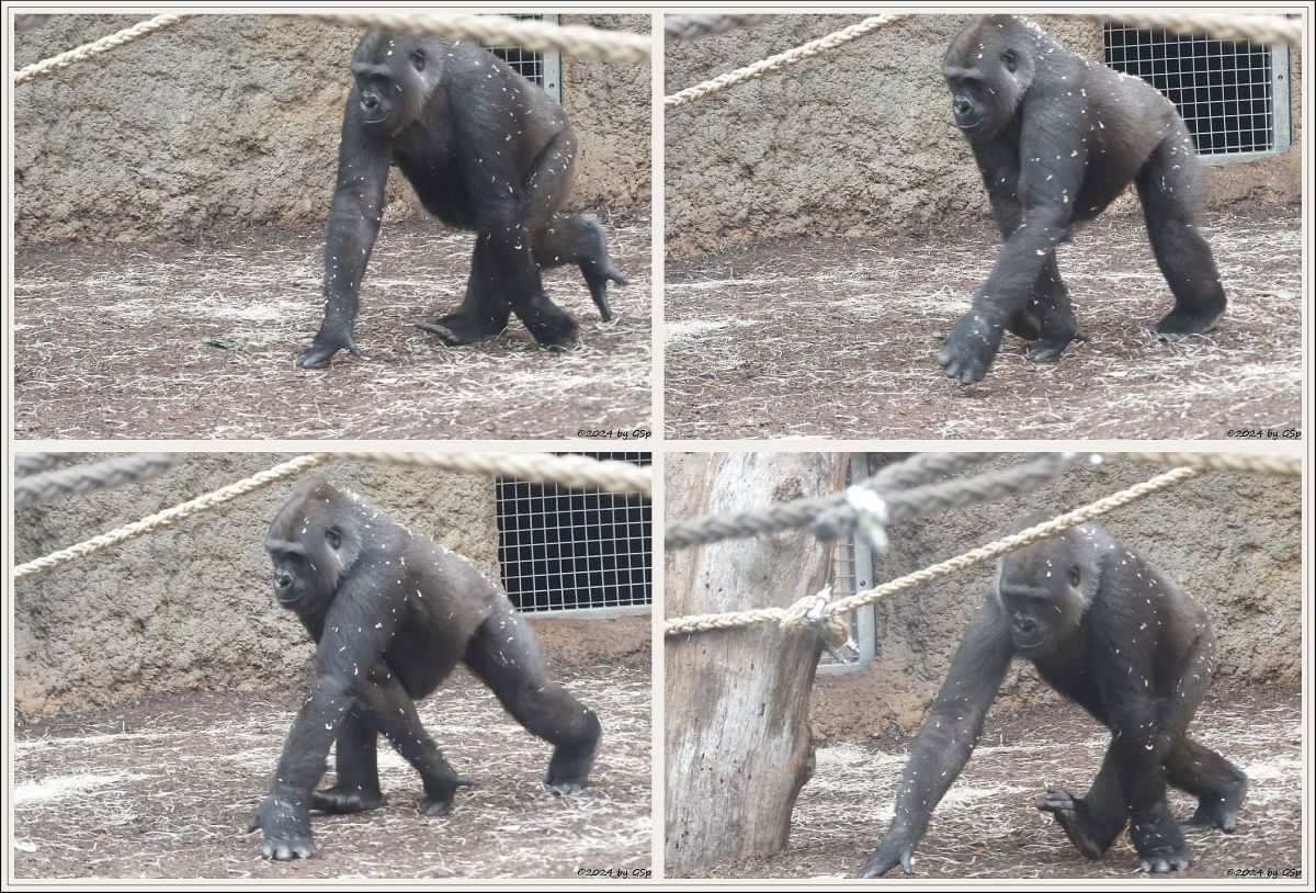 Flachlandgorilla