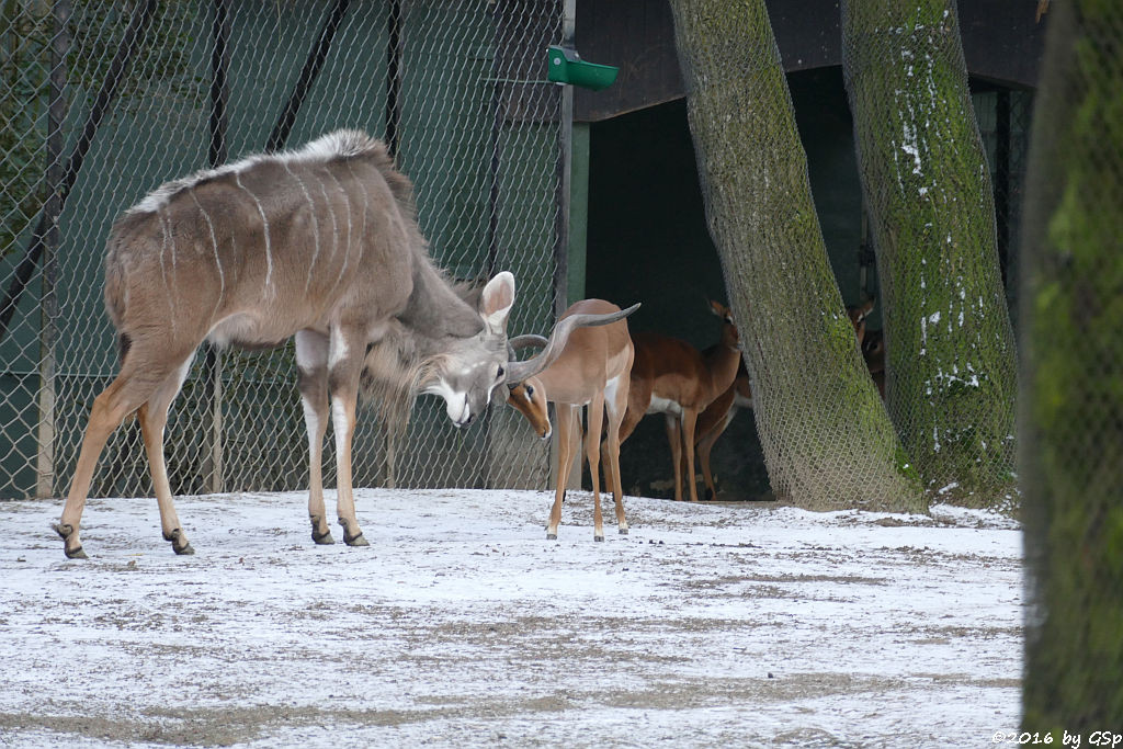 Großer Kudu, Impala