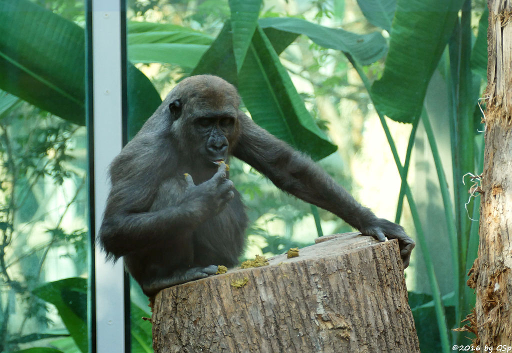 Flachlandgorilla