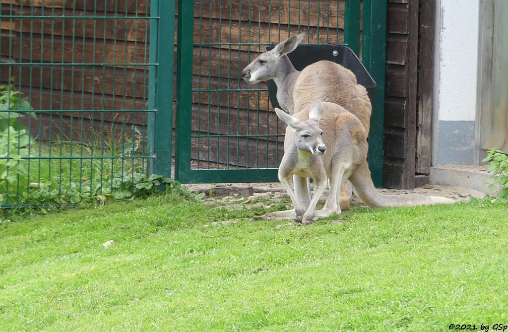 Rotes Riesenkänguru