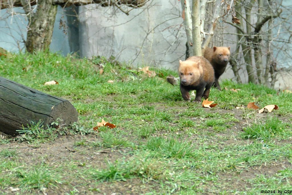 Waldhund (Buschhund)