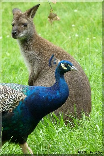 Blauer Pfau und Bennett-Känguru