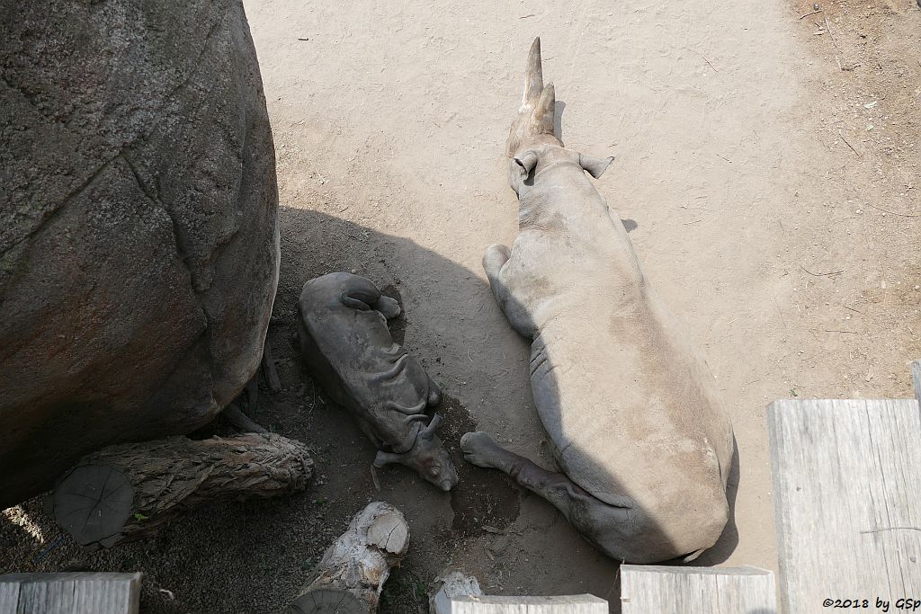 Spitzmaulnashorn (Spitzlippennashorn, Doppelnashorn) SUDAN, geb.5.12.17