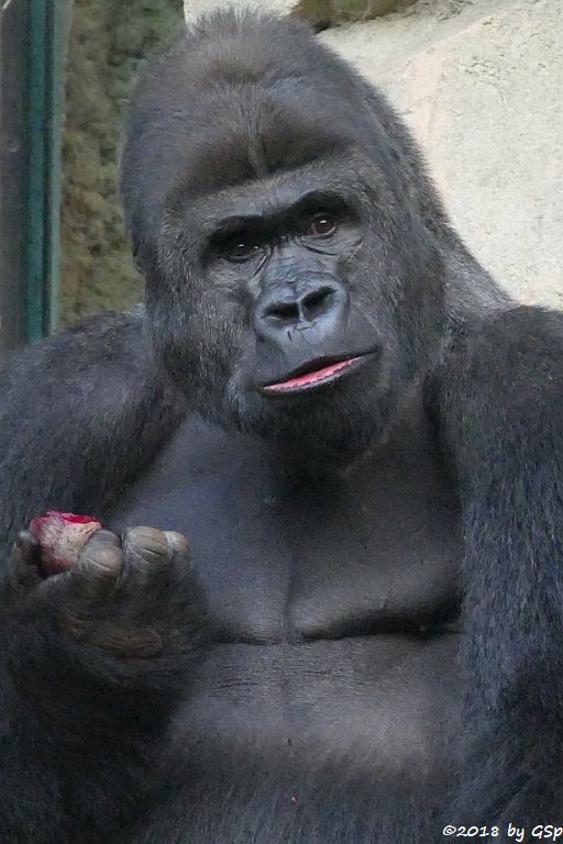 Flachlandgorilla VIATU