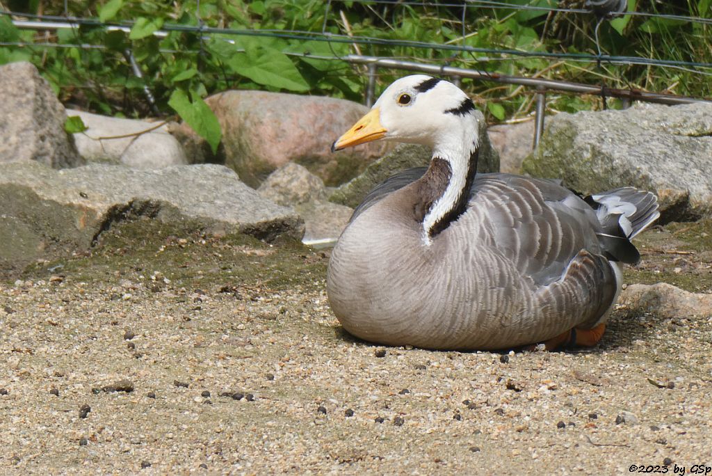 Streifengans (Indische Gans, Indische Streifengans)