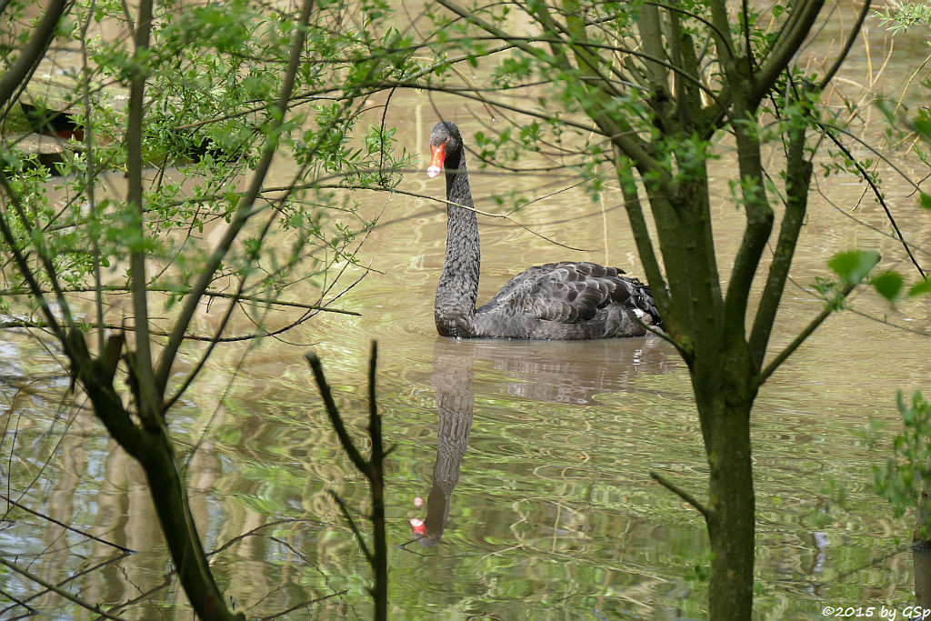 Trauerschwan