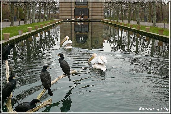 Rosapelikan und Kormoran