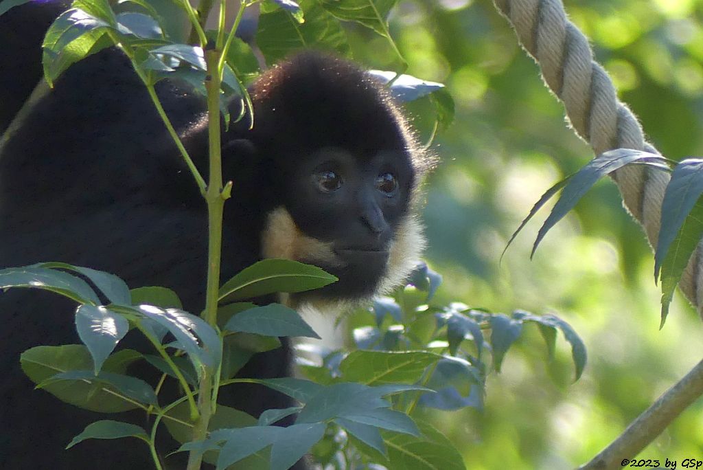 Südlicher Gelbwangengibbon (Gelbwangen-Schopfgibbon)