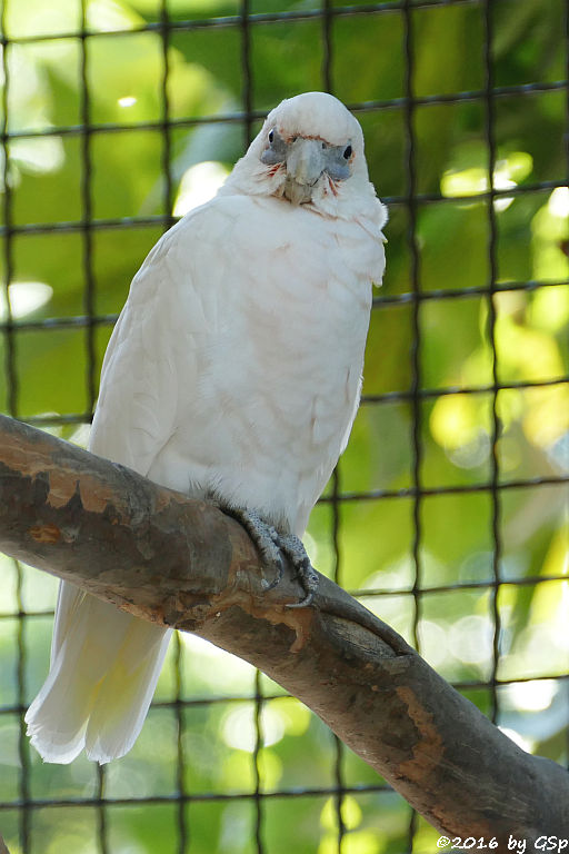 Nacktaugenkakadu