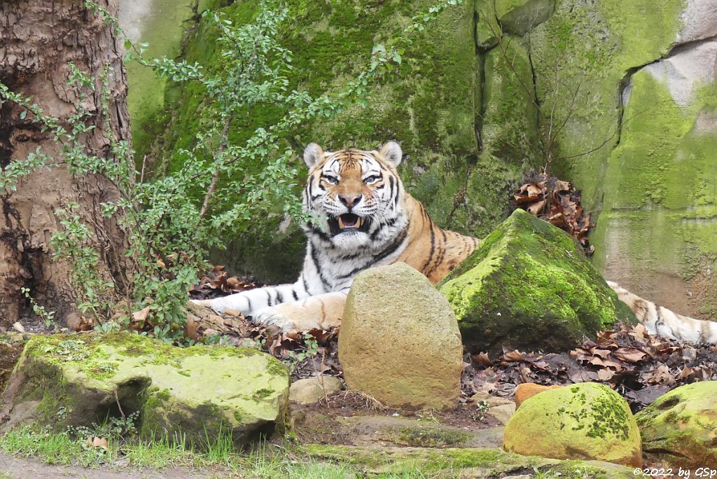 Amurtiger (Sibirischer Tiger, Mandschu-Tiger)