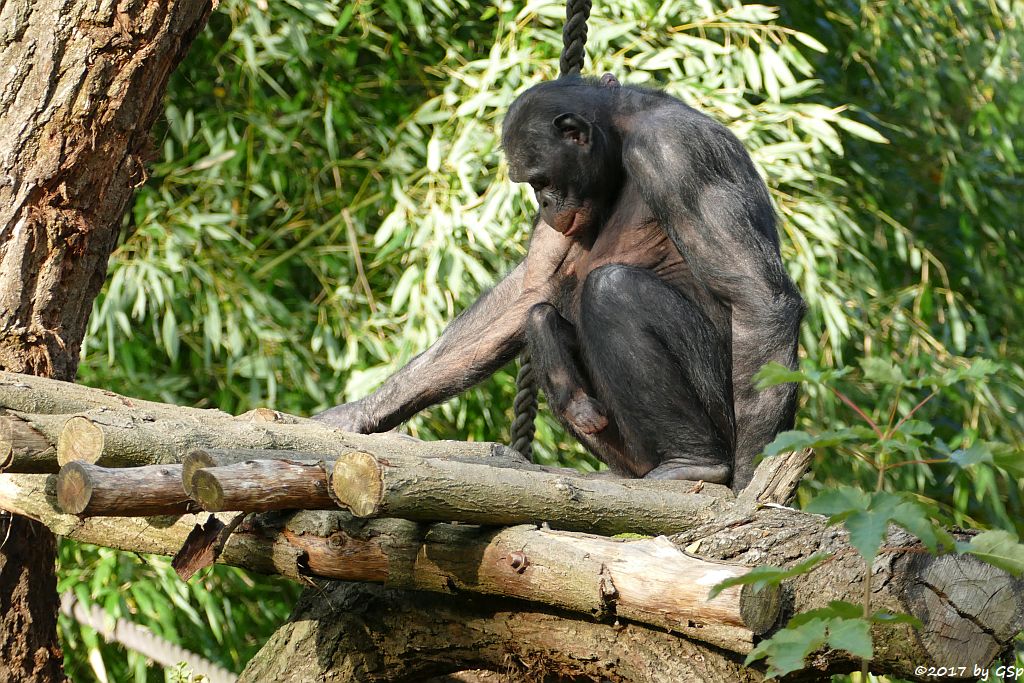 Bonobo