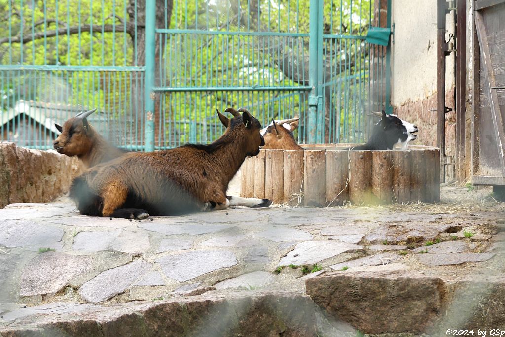 Zoo Halle: Afrikanische Zwergziege (Westafrik. Zwergziege, Kamerun-Zwergziege)