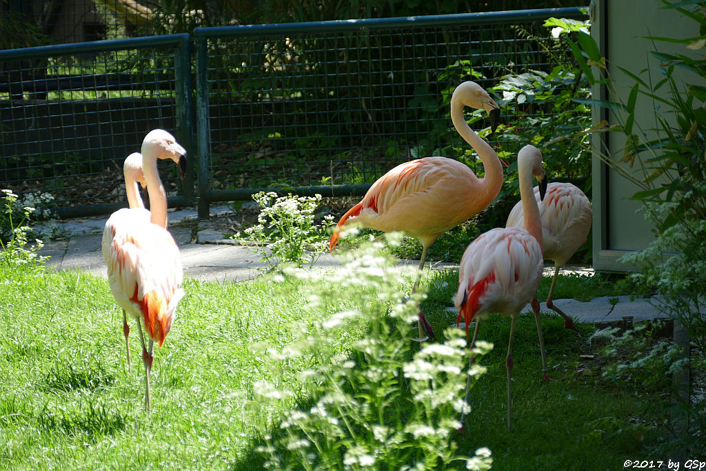 Chileflamingo (Chilenischer Flamingo)