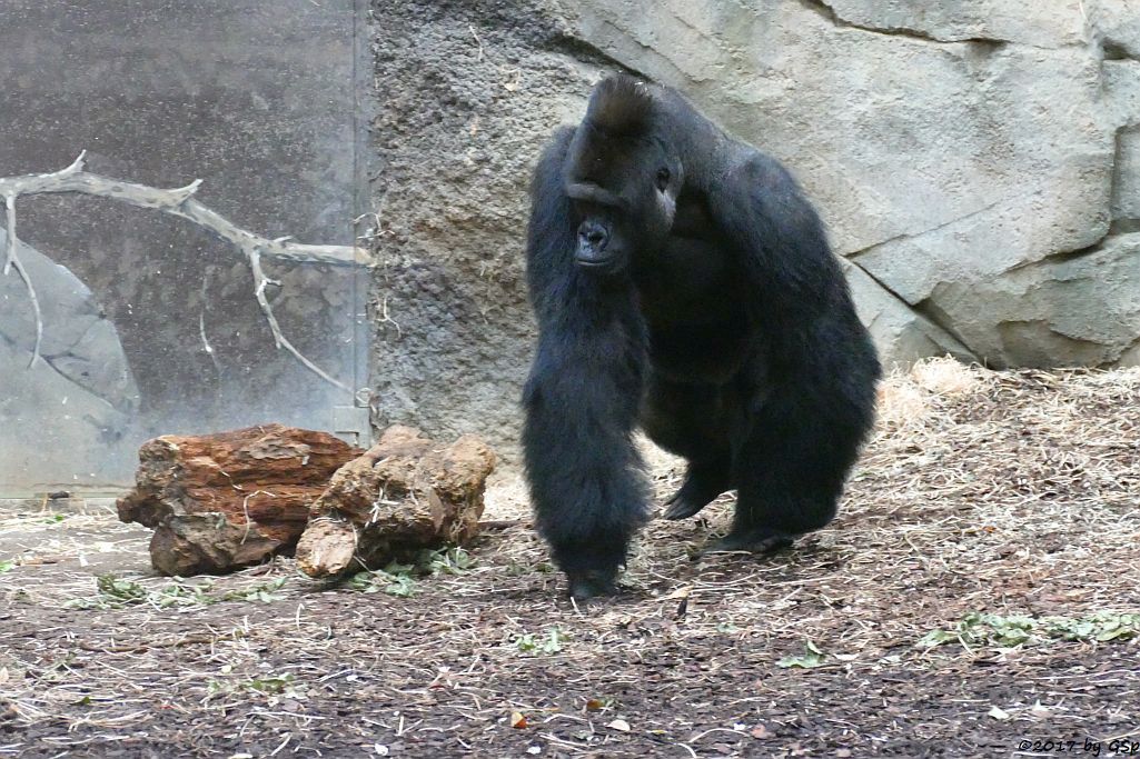 Flachlandgorilla VIATU