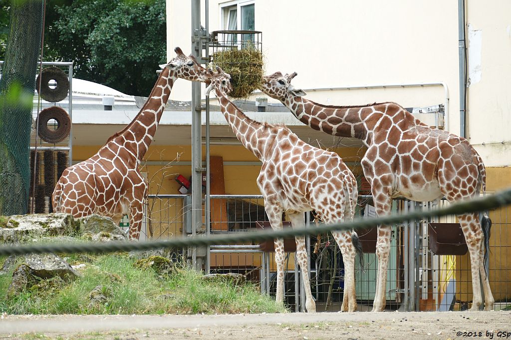 Netzgiraffe