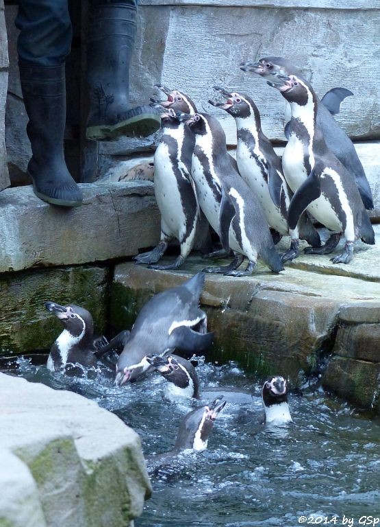 Humboldt-Pinguin