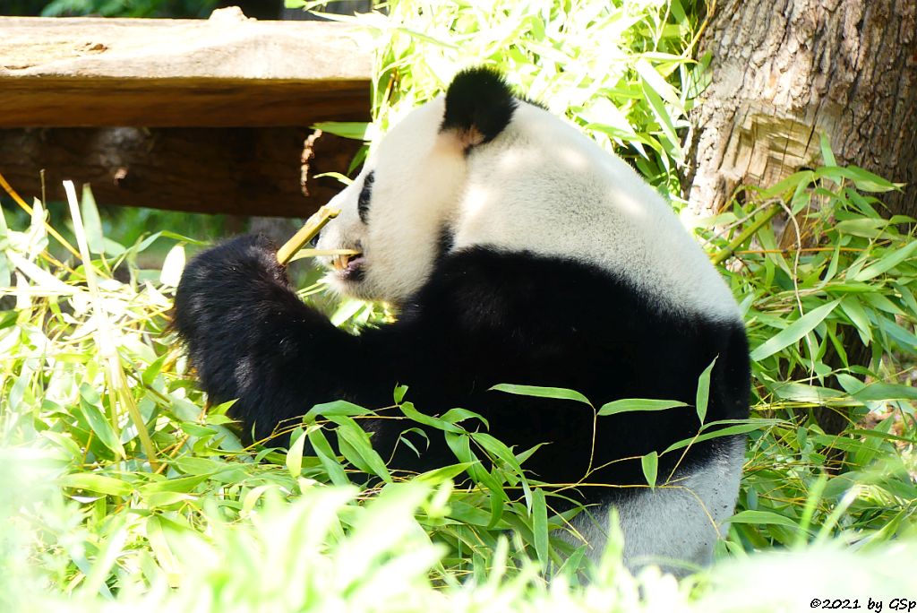 Großer Panda (Riesenpanda, Bambusbär) JIAO QING