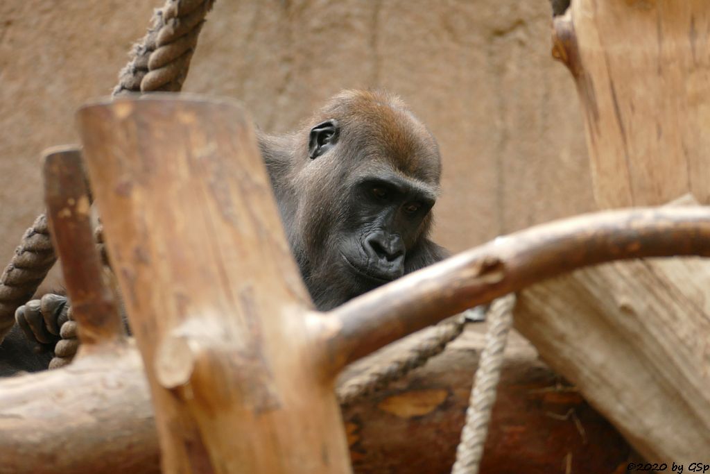 Westlicher Flachlandgorilla