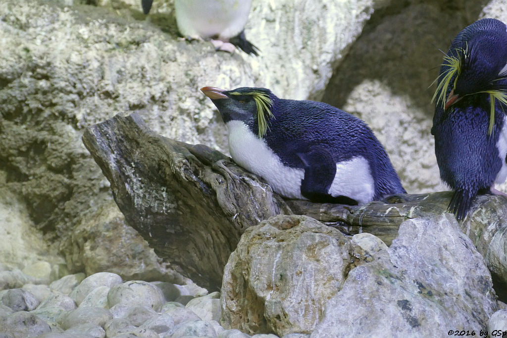 Nordfelsenpinguin (Tristan-da-Cunha-Felsenpinguin, Nördlicher Felsenpinguin)