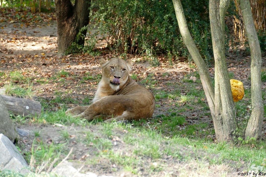 Kalahari-Löwe (Etoscha-Löwe, Wüstenlöwe) KIGALI