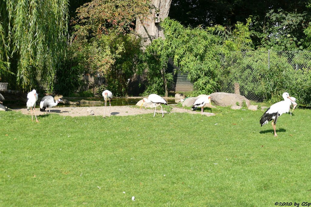 Europäischer Weißstorch, Ostafrikanischer Kronenkranich, Nimmersatt (Afrikanischer Nimmersatt, Gelbschnabelstorch)