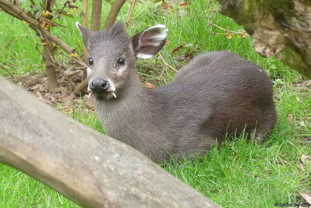 Zoo Halle: Ostchinesischer Schopfhirsch