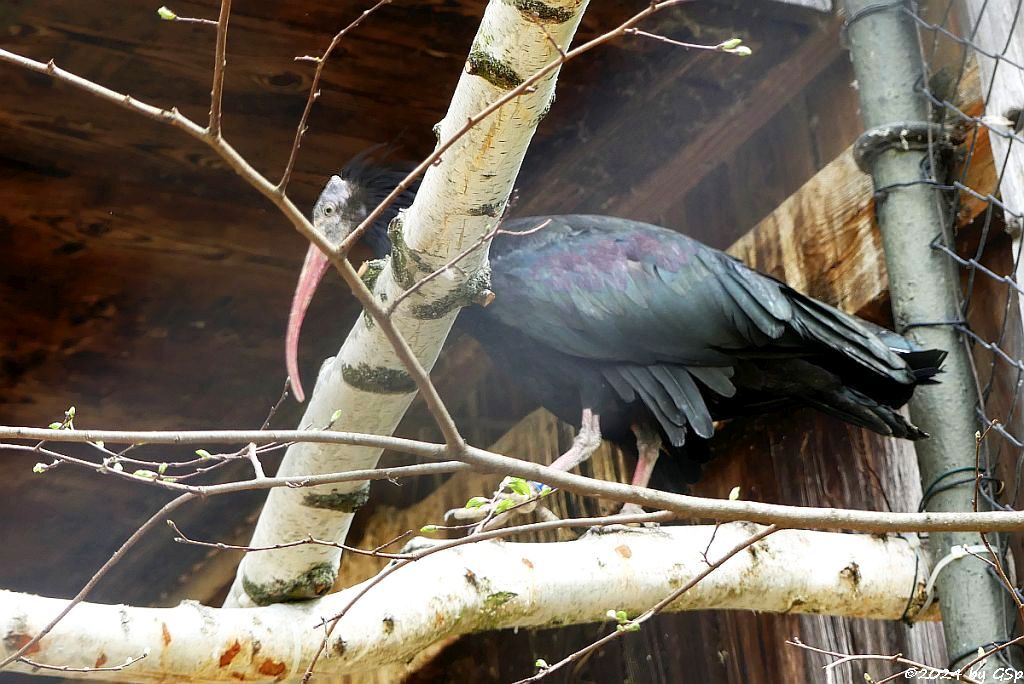 Zoo Halle: Waldrapp