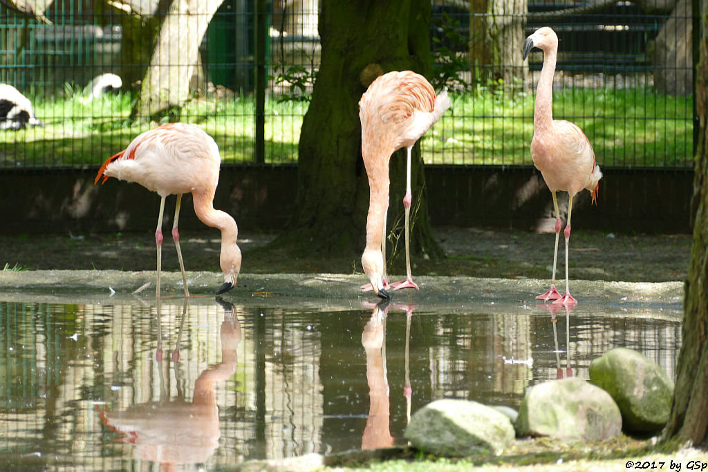 Chileflamingo (Chilenischer Flamingo)