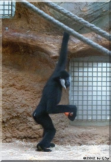 Weißwangengibbon