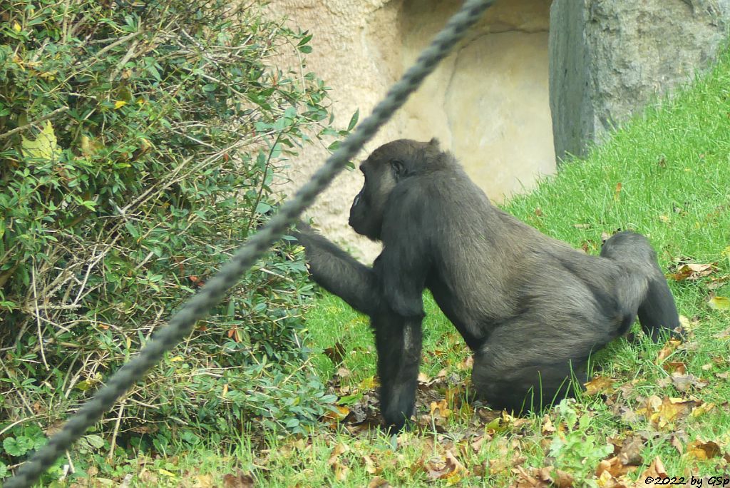 Westlicher Flachlandgorilla