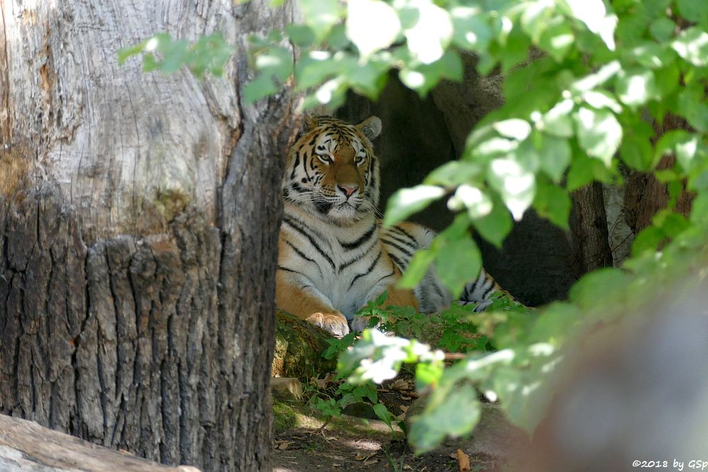 Amurtiger (Sibirischer Tiger, Mandschu-Tiger)