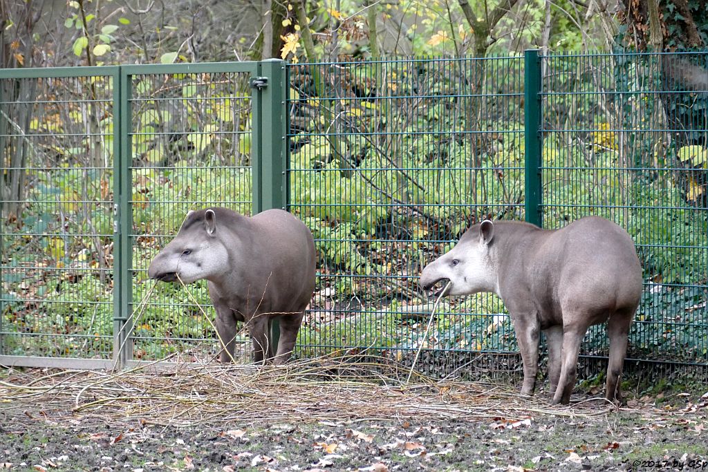 Flachlandtapir