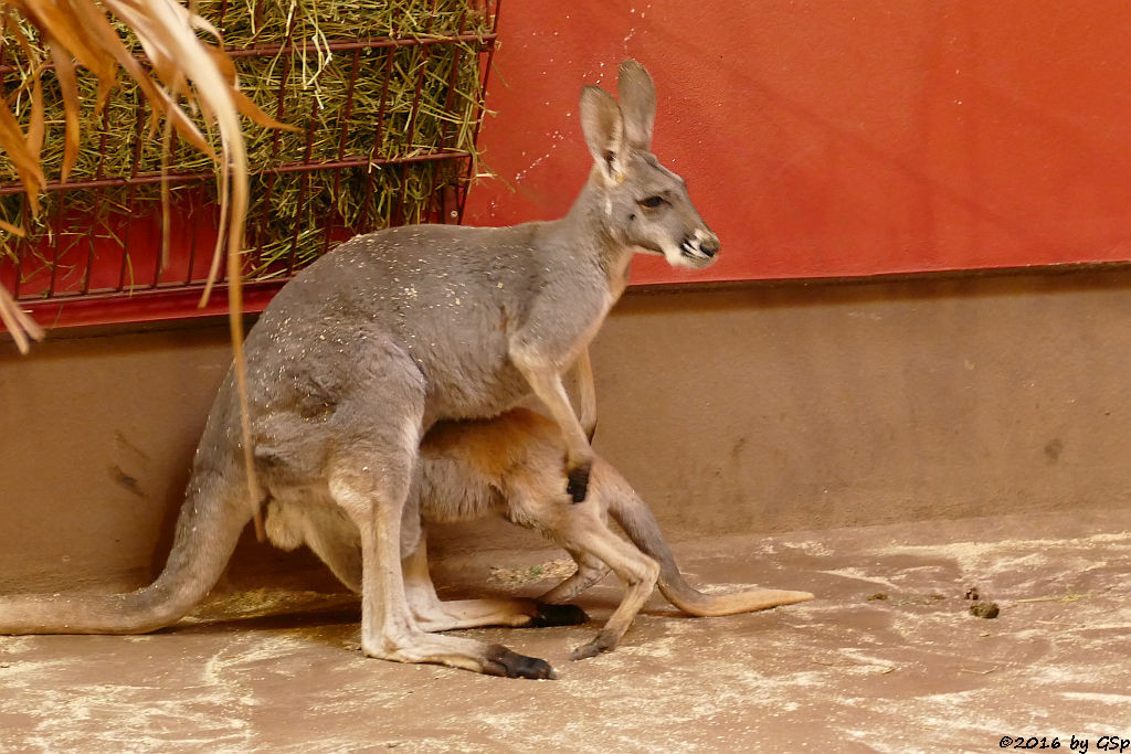 Rotes Riesenkänguru, Jungtier geb. Febr.2015