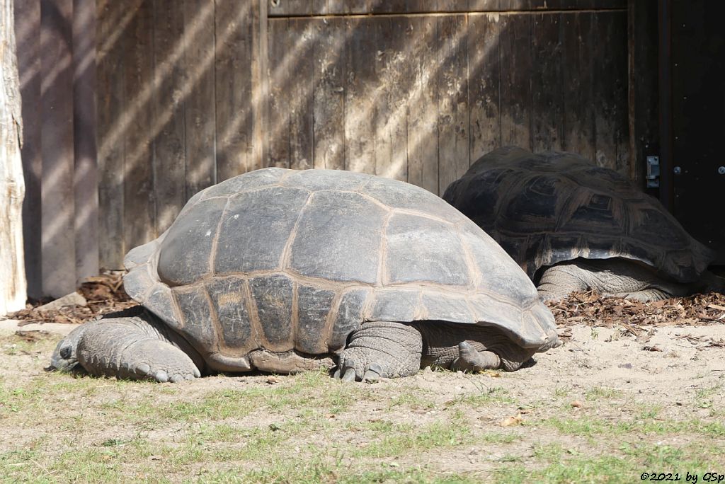 Aldabra-Riesenschildkröte (Seychellen-Riesenschildkröte)