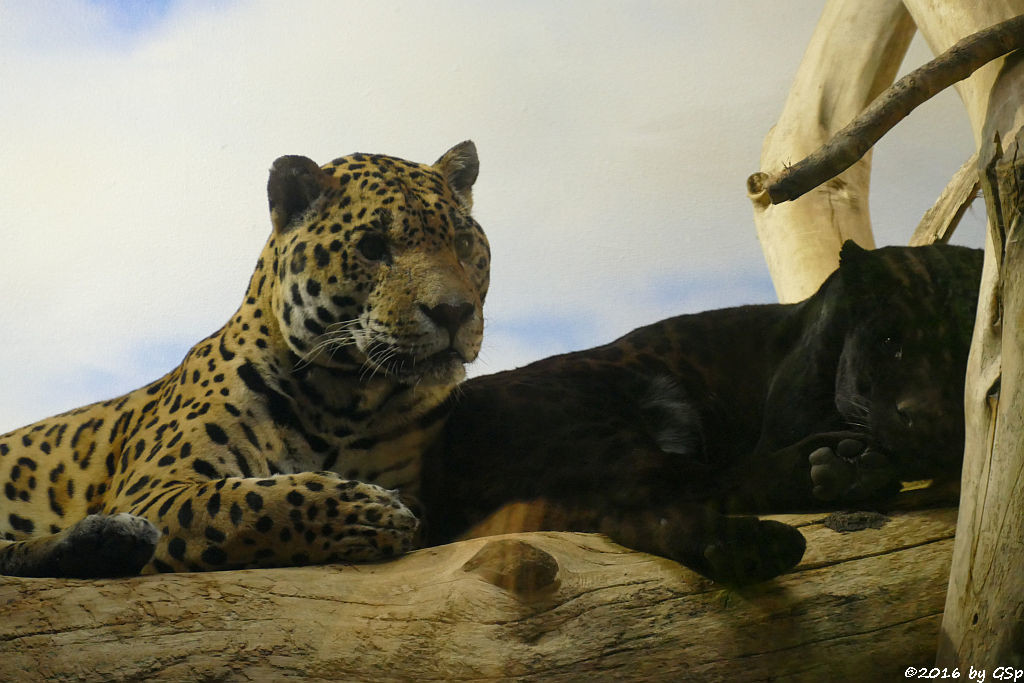 Jaguar