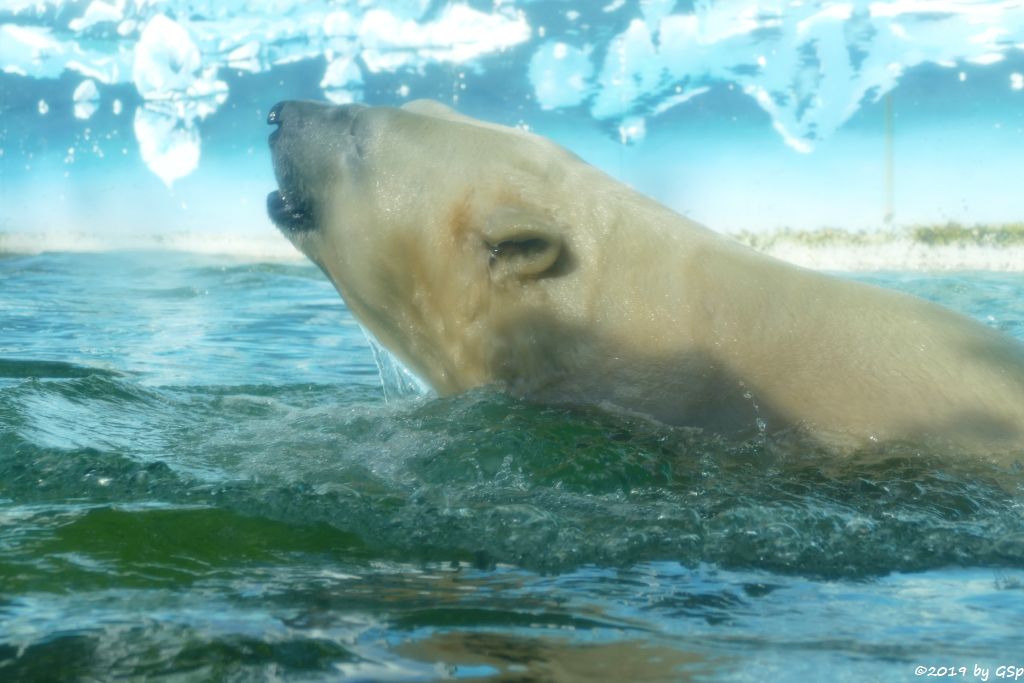 Eisbär (Polarbär)