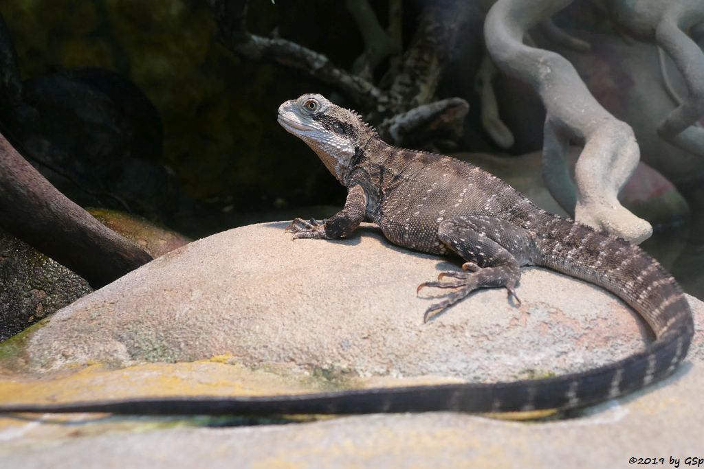 Australische Wasseragame