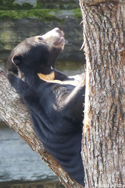 Malaienbär