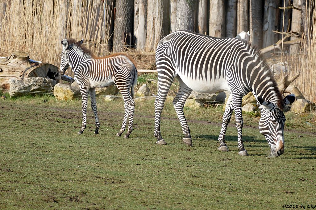 Grévy-Zebra, Afrikanischer Marabu